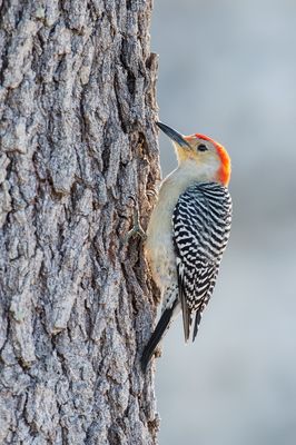 Pic  ventre roux -- Red-bellied woodpecker