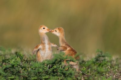 Grue du Canada -- Sandhill Crane