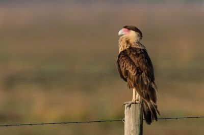 Caracara du Nord -- Crested Caracara