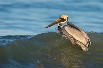 Pélican brun -- Brown pelican