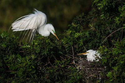 Grande aigrette -- Great Egret