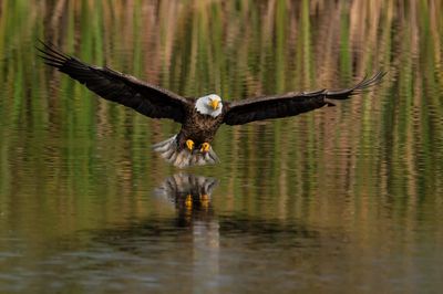 Pygargue à tête blanche --Bald Eagle