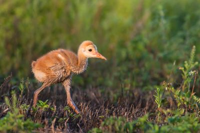 Grue du Canada -- Sandhill Crane