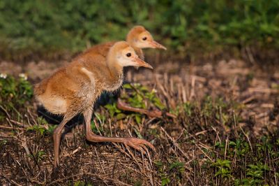 Grue du Canada -- Sandhill Crane