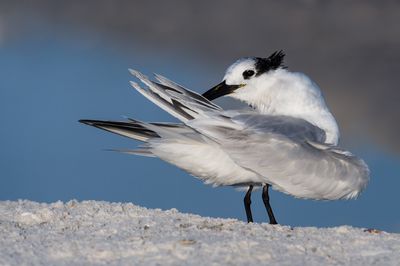 Sterne caugek -- Sandwich Tern