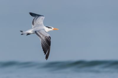Sterne royale -- Royal tern