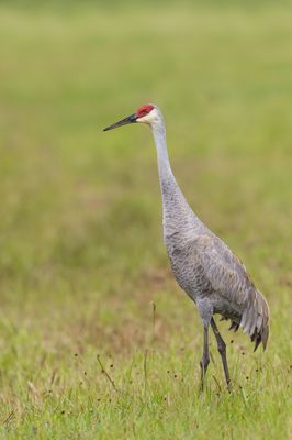 Grue du Canada -- Sandhill Crane