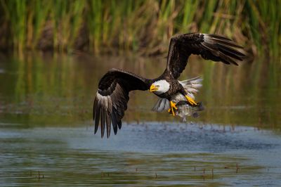 Aigles