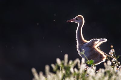 Grue du Canada -- Sandhill Crane