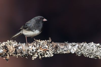Junco ardoisé -- Dark-eyed Junco