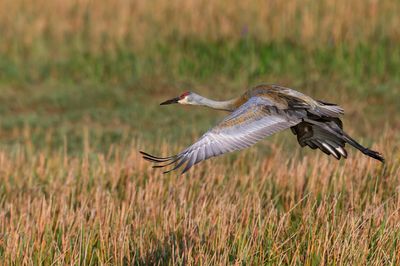 Grue du Canada -- Sandhill Crane