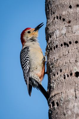 Pic  ventre roux -- Red-bellied woodpecker