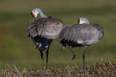 Grue du Canada -- Sandhill Crane