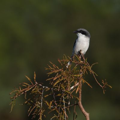 Pie-griche migratrice -- Loggerhead Shrike