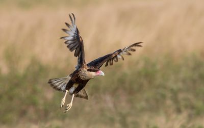 Urubus et Caracaras