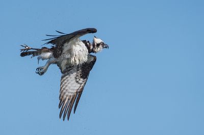 Balbuzard pêcheur -- Osprey