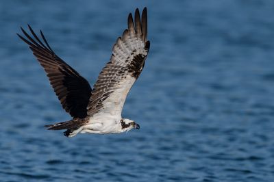 Balbuzard pêcheur -- Osprey