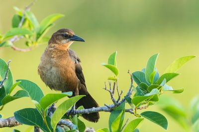 Quiscale des marais, femelle -- Boat-tailed Grackle, female