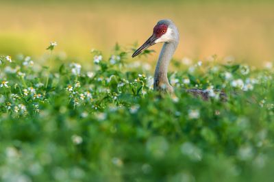 Grue du Canada -- Sandhill Crane