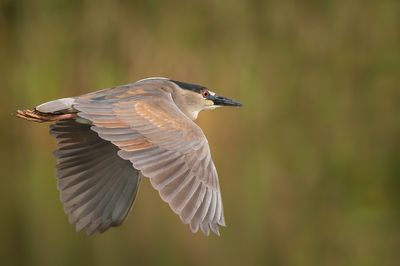 Bihoreau gris -- Black-crowned Night Heron
