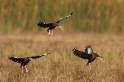 Dendrocygne à ventre noir -- Black-Bellied Whistling-Duck