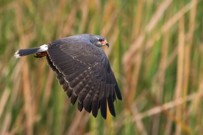 Milan des marais -- Snail kite