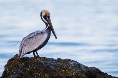 Pélican brun -- Brown pelican