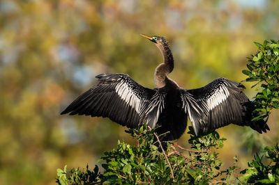 Anhinga d'Amérique -- Anhinga