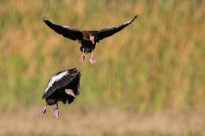 Dendrocygne à ventre noir -- Black-Bellied Whistling-Duck