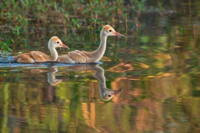 Grue du Canada -- Sandhill Crane