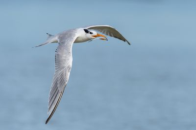 Sterne royale -- Royal tern