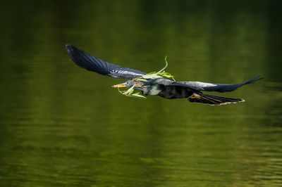 Anhinga d'Amérique -- Anhinga