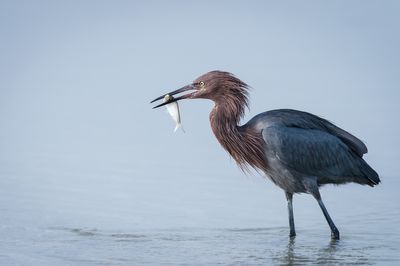 Aigrette roussātre -- Reddish Egret