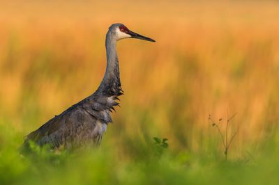 Grue du Canada -- Sandhill Crane