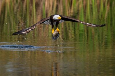 Pygargue à tête blanche --Bald Eagle