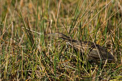 Butor d'Amérique -- American Bittern