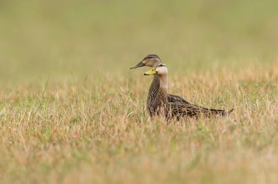 Canard noir -- American Black Duck