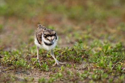 Pluvier kildir -- Killdeer