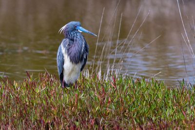 Aigrette tricolore -- Tricolored Heron
