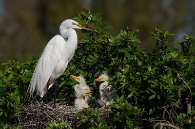 Grande aigrette -- Great Egret