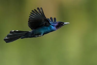 Quiscale des marais, mâle -- Boat-tailed Grackle, male