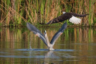 Pygargue à tête blanche et Grand héron --Bald Eagle and GBH