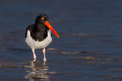 Hutrier d'Amrique -- American Oystercatcher