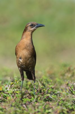 Quiscale des marais, femelle -- Boat-tailed Grackle, female