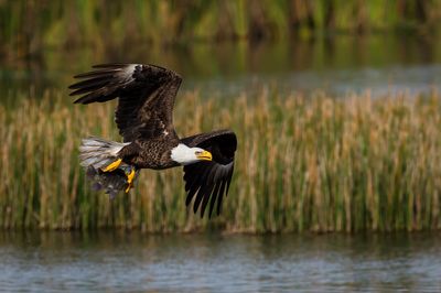 Pygargue à tête blanche --Bald Eagle