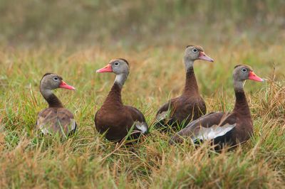 Dendrocygne à ventre noir -- Black-Bellied Whistling-Duck