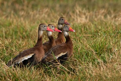 Dendrocygne à ventre noir -- Black-Bellied Whistling-Duck