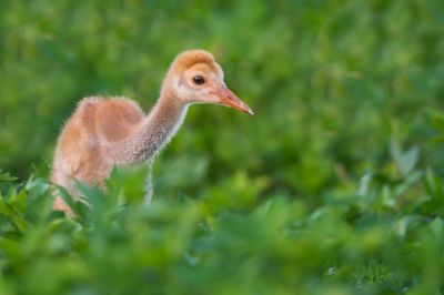 Grue du Canada -- Sandhill Crane