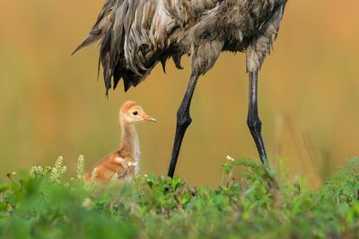 Grue du Canada -- Sandhill Crane