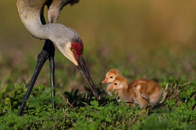 Grue du Canada -- Sandhill Crane